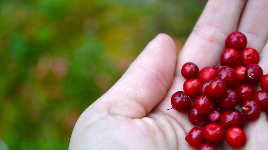 A hand holdning lingonberries