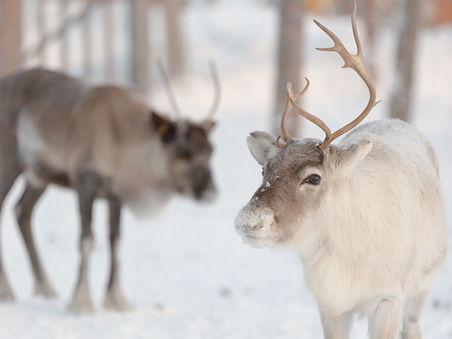 A white reindeer in a snowy landscape