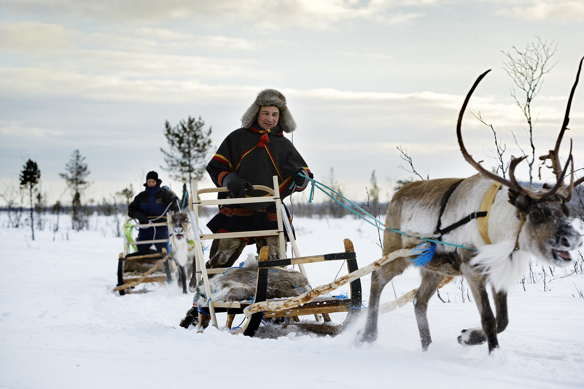 Nils Nutti and guests are sledding with reindeer