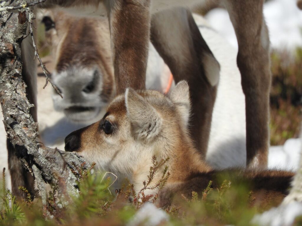 A reindeer calf lays by her mother in the spring sun