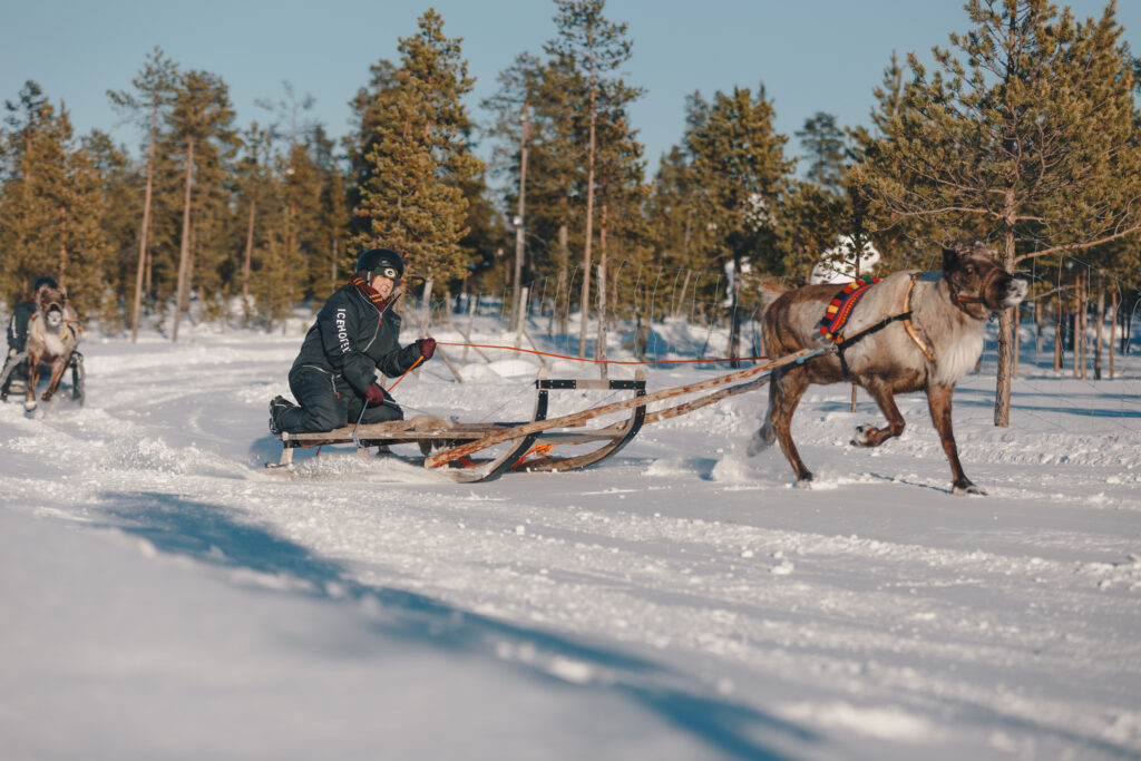 A reindeer race at nutti sami siida